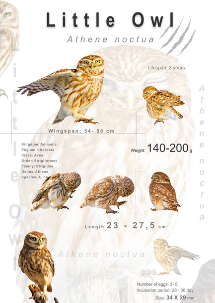 鳥のポスター。鳥の種に関する情報。孤立した画像。白地だ。鳥：フクロウ。アテネ・ノクトゥア. - 写真・画像