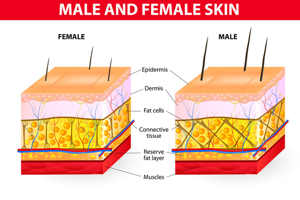 huid mannelijke en vrouwelijke - Vector, afbeelding