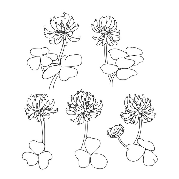set of clover flowers with leaves, herbal feed for cows, logo,emblem, symbol of Ireland and good luck, vector illustration in black contour lines, isolated on a white background in a hand-drawn style - Vecteur, image