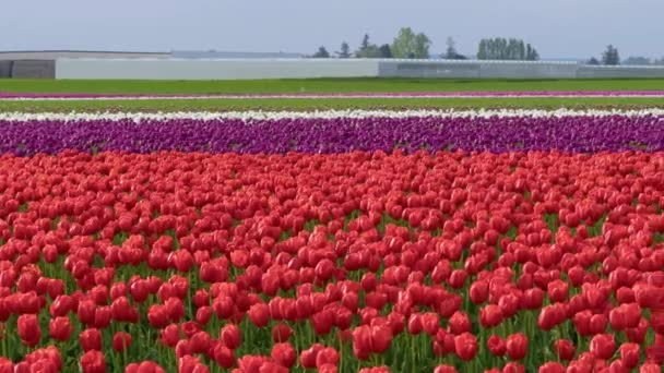 ein riesiges Feld roter Tulpen - Filmmaterial, Video