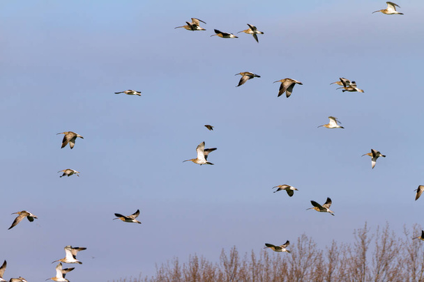 зграя птахів летить в зимовий час
 - Фото, зображення