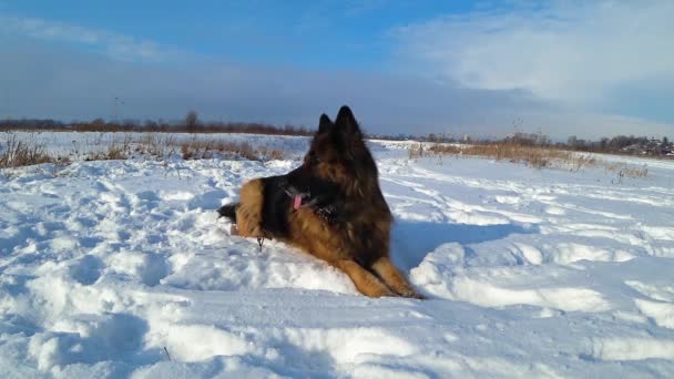 Pastor alemán perro se encuentra en la nieve. - Metraje, vídeo