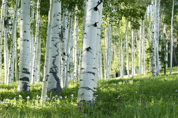 Аспенские деревья
 - Фото, изображение