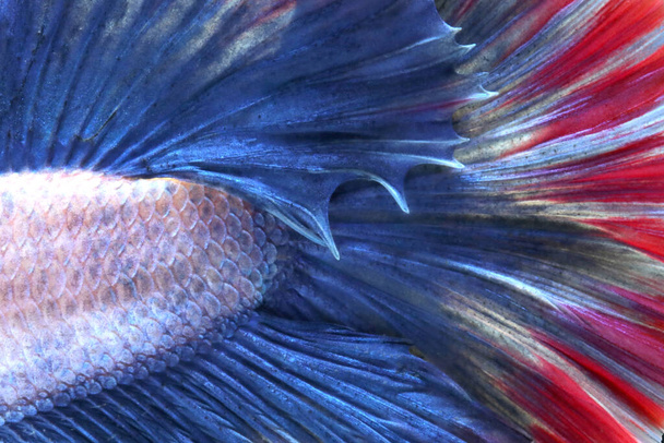Close-up of fighting fish fins in the background - 写真・画像
