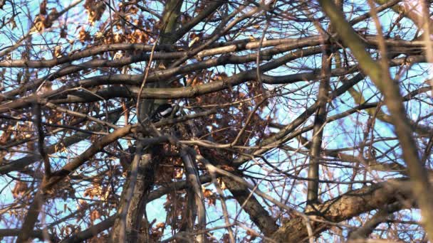Great Spotted Woodpecker (Dendrocopos major) estrae larve di coleotteri dal tronco dell'albero
 - Filmati, video