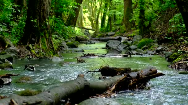 Stockenten überwinden den Wasserfluss im Bach - Filmmaterial, Video