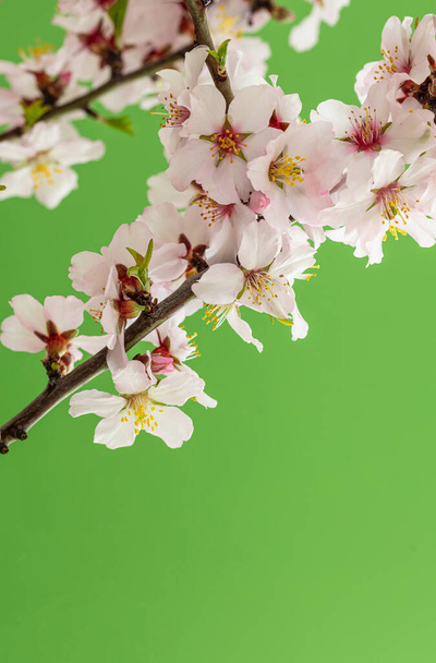 Mandula virágzik élénk zöld háttér, Közelítés függőleges nézet. Tavaszi szezonális természetes dekoráció - Fotó, kép
