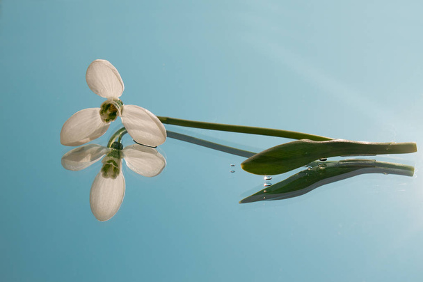 The snowdrop flower lies on the mirror. Around the water drops flower - Φωτογραφία, εικόνα
