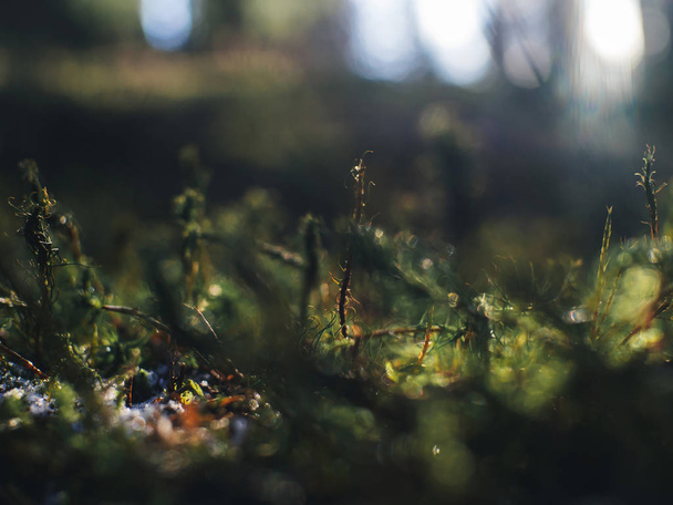 Sunny forest in winter - Фото, зображення
