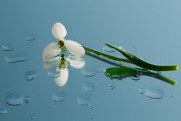 The snowdrop flower lies on the mirror. Around the water drops flower - Φωτογραφία, εικόνα