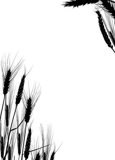 Beyaz buğday siluetleri çerçeve - Vektör, Görsel