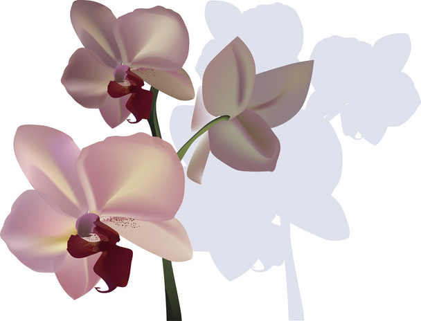 φως ορχιδέα λουλούδι που απομονώνονται σε λευκό - Διάνυσμα, εικόνα
