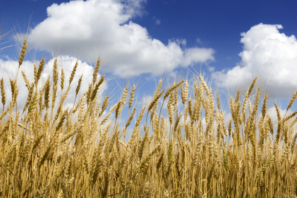 Поле пшеницы - Фото, изображение