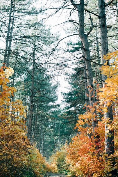 hermoso bosque de pinos con follaje colorido en los árboles
 - Foto, Imagen