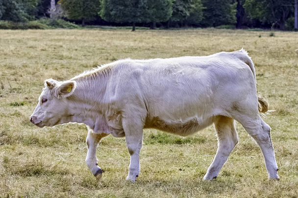 Ganado Charolais - toros jóvenes en la granja británica
 - Foto, imagen