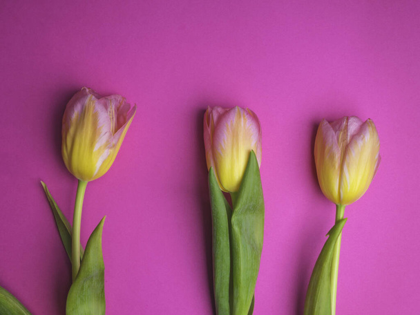 Красивий квітковий візерунок з жовтими тюльпанами, зеленим листям на рожевому фоні. Плоский простір, вид зверху. Весняні канікули концепція
 - Фото, зображення