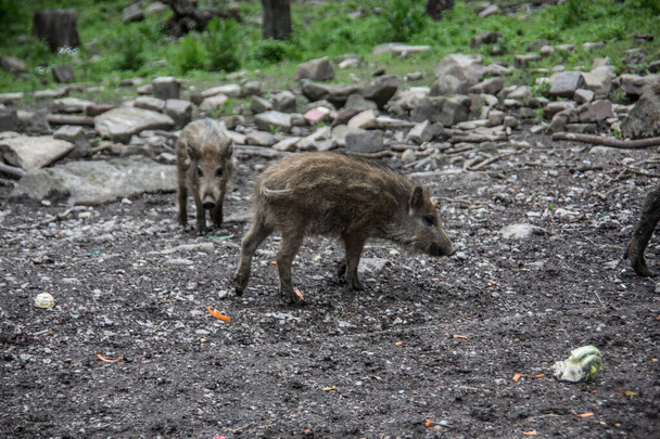 Wildschweine im Wald suhlen - Foto, Bild
