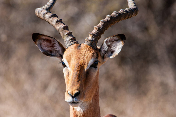 Antylopy Impala w Parku Narodowym Kruger, Republika Południowej Afryki - Zdjęcie, obraz
