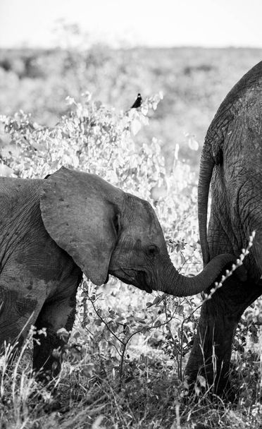 Afrikaanse olifant in het Kruger National Park en een van de grootste wildreservaten in Zuid-Afrika. - Foto, afbeelding