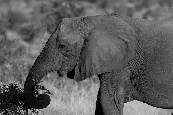 クルーガー国立公園のアフリカゾウと南アフリカ最大のゲーム保護区の1つ. - 写真・画像