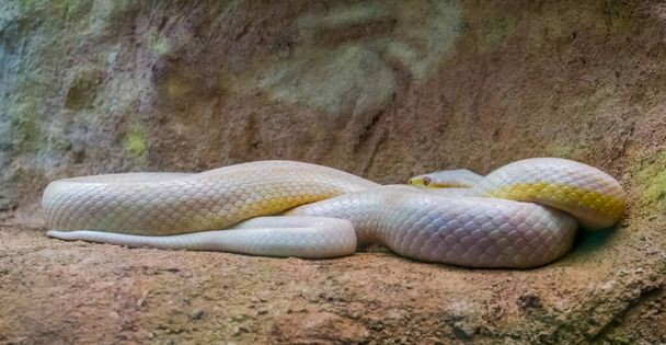 Serpente bianco occidentale del ratto, serpente con albinismo, mutazione di colore, specie popolare del rettile dall'America
 - Foto, immagini
