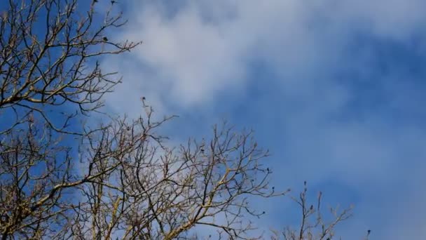 Větve velkého stromu bez listí se houpají ve větru za slunečného počasí proti modré obloze s mraky. Nádherné prostředí. Detailní záběr. - Záběry, video