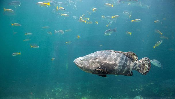 Τεράστια σφυρίδα. ένα μεγάλο ψάρι αλμυρού νερού της οικογένειας ροφών που βρέθηκε στον ανατολικό καθώς και στον δυτικό Ατλαντικό ωκεανό. Γιγάντιο grouper ψάρια που κολυμπούν σε μπλε υδάτινο περιβάλλον. - Φωτογραφία, εικόνα