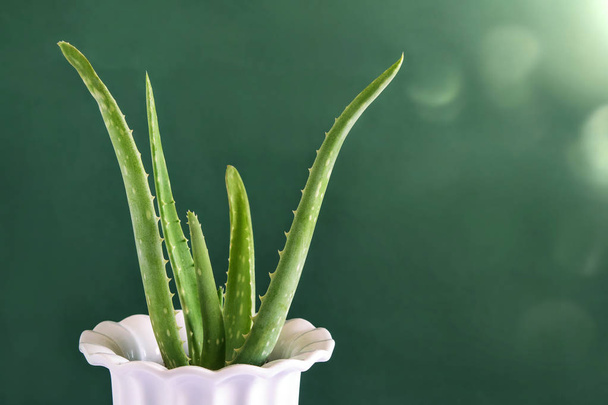 Aloe vera flor casera en la olla blanca sobre el fondo verde con bokeh primer plano, aislado. Renovar la medicina alternativa
.  - Foto, imagen