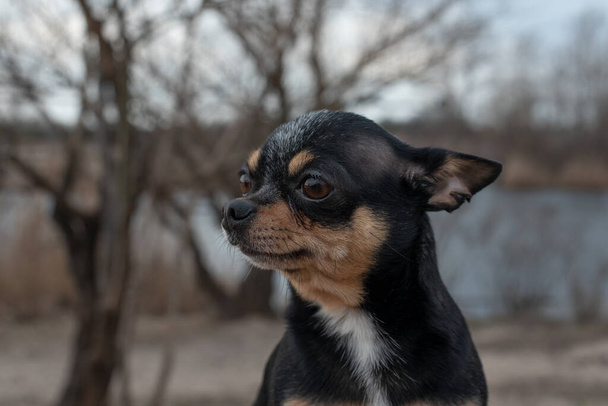 perro pequeño, chihuahua.Chihuahua perro en la arena en el bosque.Una serie de fotos con un perro pequeño.Una mascota de color blanco y marrón.Perro para un paseo por el bosque en el centro de recreación en un día cálido de otoño
 - Foto, imagen