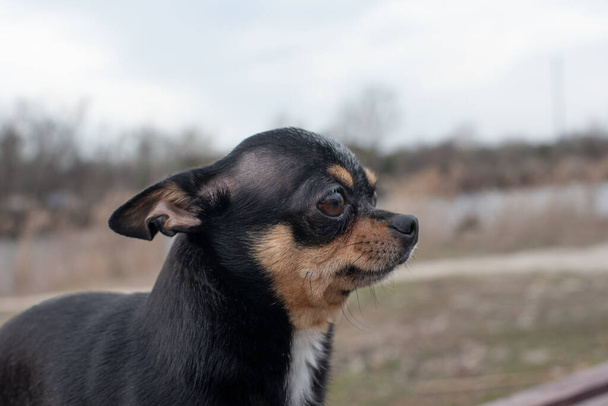 kleine hond, Chihuahua. Chihuahua hond op het zand in het bos. Een serie Foto's met een kleine hond. Een huisdier. Zwart en bruin wit. Hond voor een wandeling in de bossen in het recreatiecentrum op een herfst warme dag - Foto, afbeelding