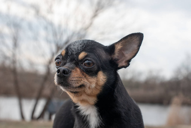 pequeno cão, chihuahua.Chihuahua cão na areia na floresta.Uma série de fotos com um pequeno cão.Um animal de estimação.Preto e marrom white.Dog para um passeio na floresta no centro de recreação em um dia quente outono
 - Foto, Imagem