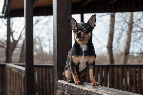 piccolo cane, chihuahua.Chihuahua cane sulla sabbia nella foresta.Una serie di foto con un cane piccolo.Un animale domestico.Bianco nero e marrone.Cane per una passeggiata nei boschi presso il centro ricreativo in una giornata calda autunno
 - Foto, immagini
