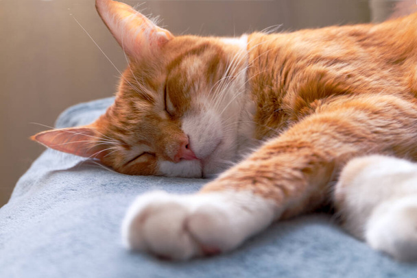 An adult red cat sleeps on a blue blanket. Domestic pets concept. Selective focus. - Foto, Imagen