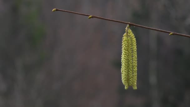 Man touches Hazel Catkins in the breeze - Filmmaterial, Video