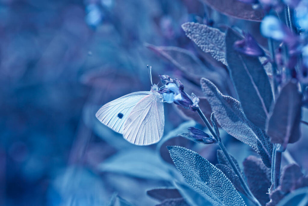 Піріс рапа на фіолетових квітах Salvia officinalis. маленька біла, маленька капуста біла і біла метелик на фіолетових квітах шавлія, садовий шавлія, звичайний шавлія, кулінарний шавлія, просто сальвія. Класичне синє тонування
 - Фото, зображення