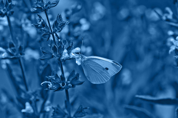 Pieris rapae на пурпурных цветках Salvia officinalis. Маленькая белая капуста белая и белая бабочка на фиолетовых цветах шалфей, садовый шалфей, общий шалфей, кулинарный шалфей, просто Сальвия. Классический синий тонинг - Фото, изображение