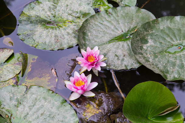 Water lily flowers blooming in pond at Nami Island (Namiseom), South Korea - Photo, Image