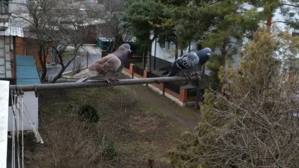 Dwa gołębie siedzą na balkonie w dzielnicy mieszkalnej w mieście. Plan średni. - Materiał filmowy, wideo