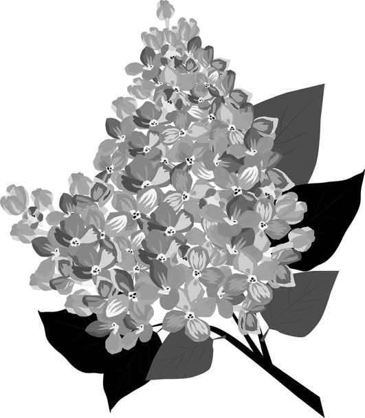 a sprig of a beautiful lilac flower is a very beautiful vector illustration - Vector, Image