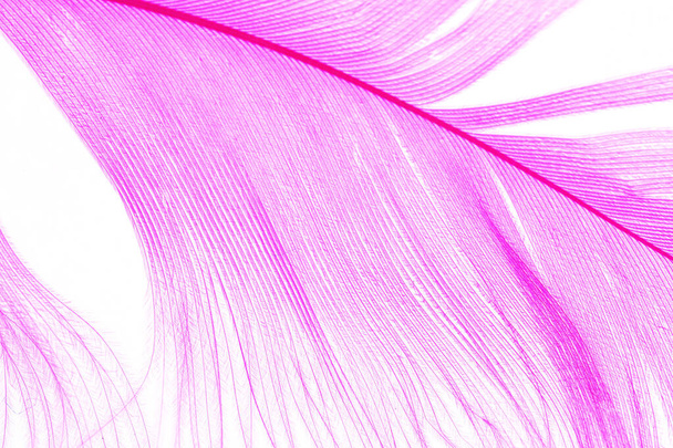 Purple Color Feather, macro detail of each thin line. Concept of Freedom, lightweight and sky, white background - Foto, Imagem