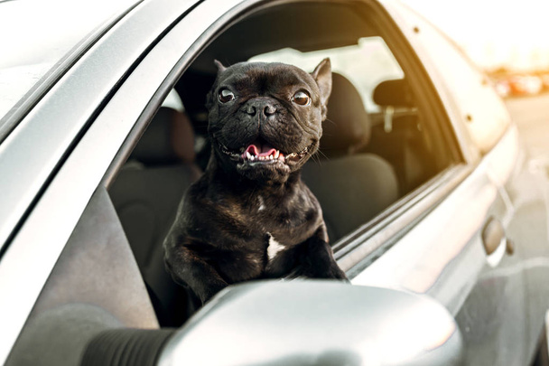 Bulldog francés en la parte superior de una ventana del coche tomando el aire
 - Foto, Imagen