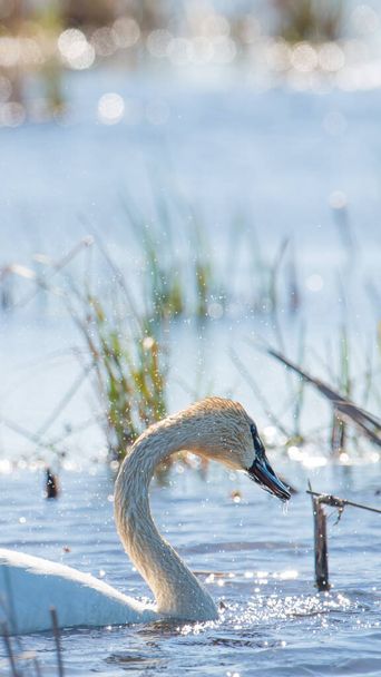 Trumpeterschwan bei Frühlingswanderungen im Crex Meadows Wildlife Area im nördlichen Wisconsin - Foto, Bild