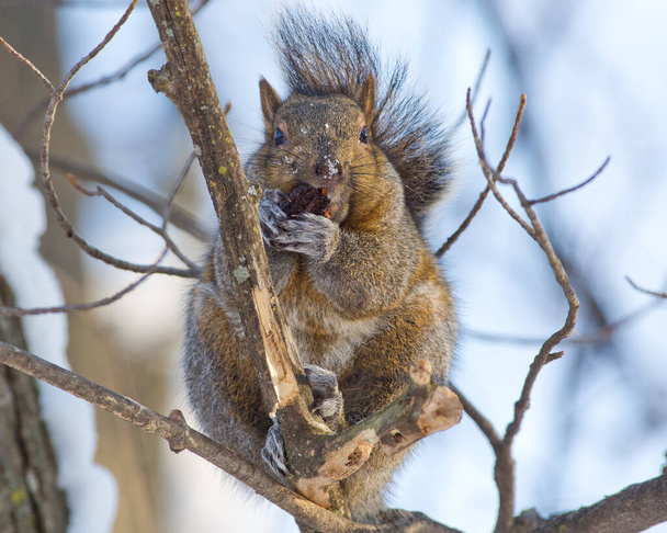 Gray squirrel eating near the minnesota river during winter - Photo, Image
