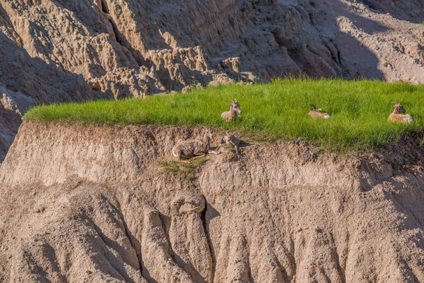 Gruppo di pecore bighorn su un altopiano di una collina nel Parco Nazionale delle Badlands
 - Foto, immagini
