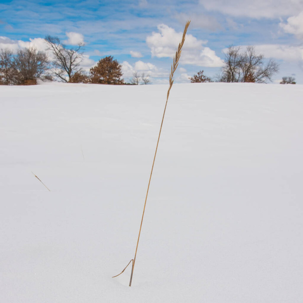 Grashalm stochert aus einer riesigen verschneiten Landschaft mit Bäumen, blauem Himmel und geschwollenen weißen Wolken im Hintergrund - kalter und sonniger Wintertag im Crex Meadows Wildlife Area im nördlichen Wisconsin - Foto, Bild