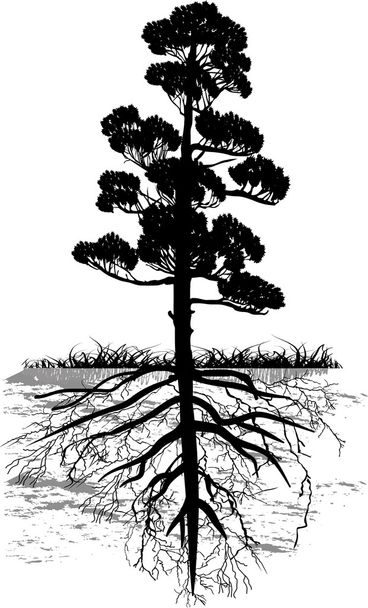 isolated black pine tree with long root - Vector, Image