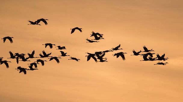 Guindastes de areia em silhueta retroiluminada de voo com céu amarelo dourado e laranja ao anoitecer / pôr do sol durante a migração de outono na Área de Vida Selvagem Crex Meadows, no norte de Wisconsin
 - Foto, Imagem
