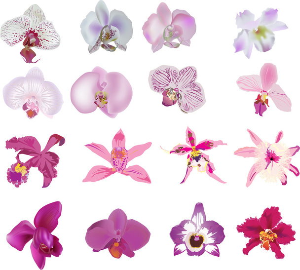 набор из шестнадцати изолированных розовых орхидей
 - Вектор,изображение