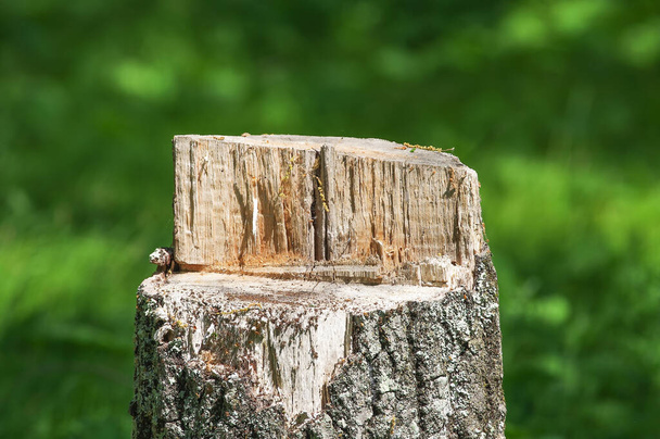 Tronco de árvore na hora de verão nas florestas do norte do Wisconsin
 - Foto, Imagem