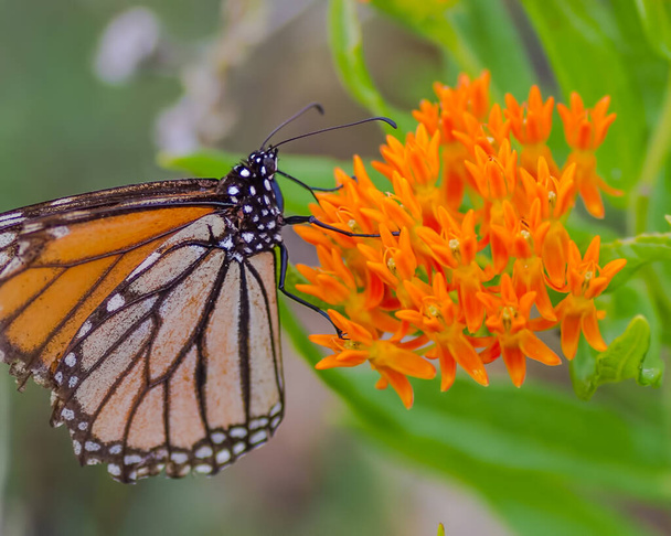Метелик - монарх на гарних оранжевих польових квітах у Кракс - Медоуз (Північний Вісконсин). - Фото, зображення